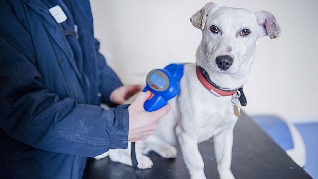 caine-caini-cip-chip-microcip