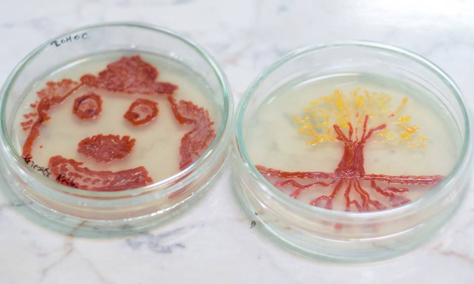 bacterii