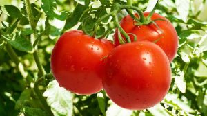 tomate2