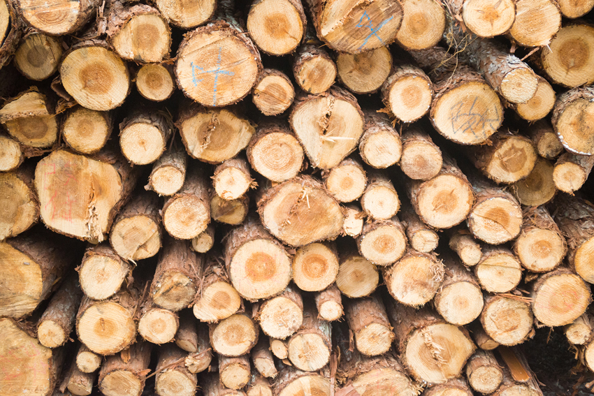 timber texture