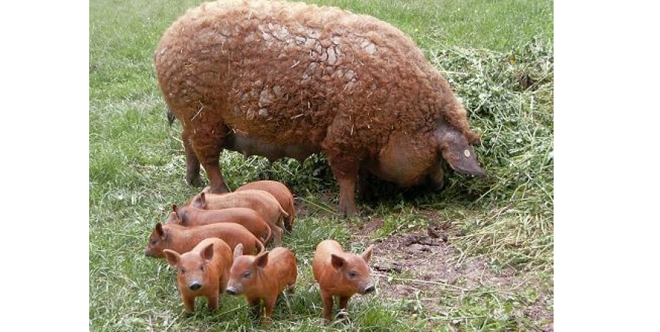 mangalita1