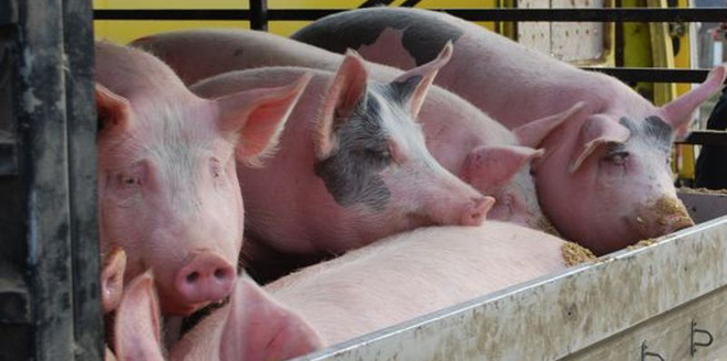 porci