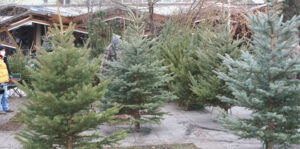 targbrazi1