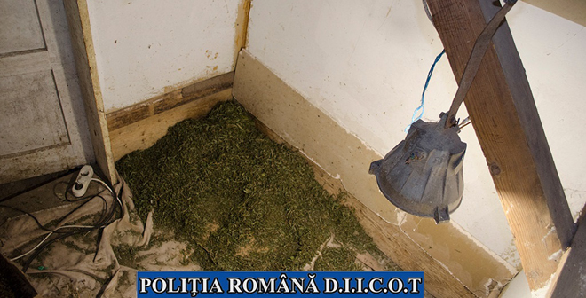 cannabis