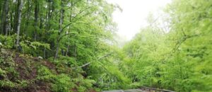 taiere arbori DN 13A-4