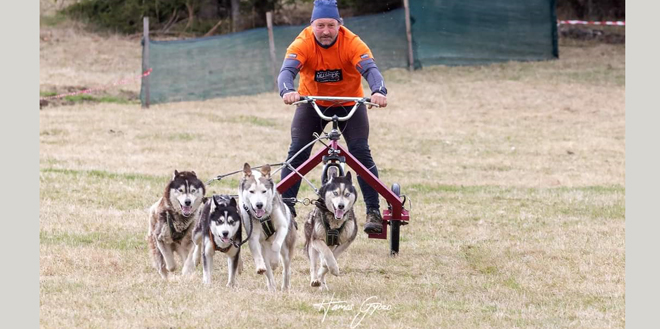 atelaje canine