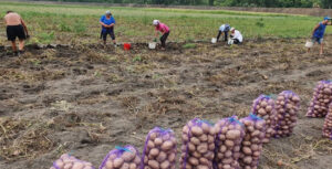 recolta cartofi