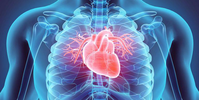 cardiovascular