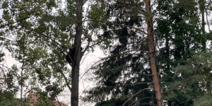 urs-Ciuc